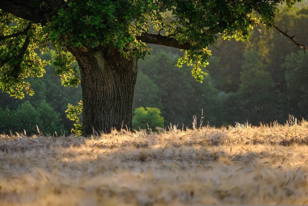 tree-6476331